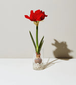 Load image into Gallery viewer, Winter Bulb Kit - Amaryllis