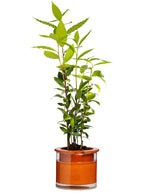 Load image into Gallery viewer, Wet Pot Systems Self-Watering Pots - Wanderlustre