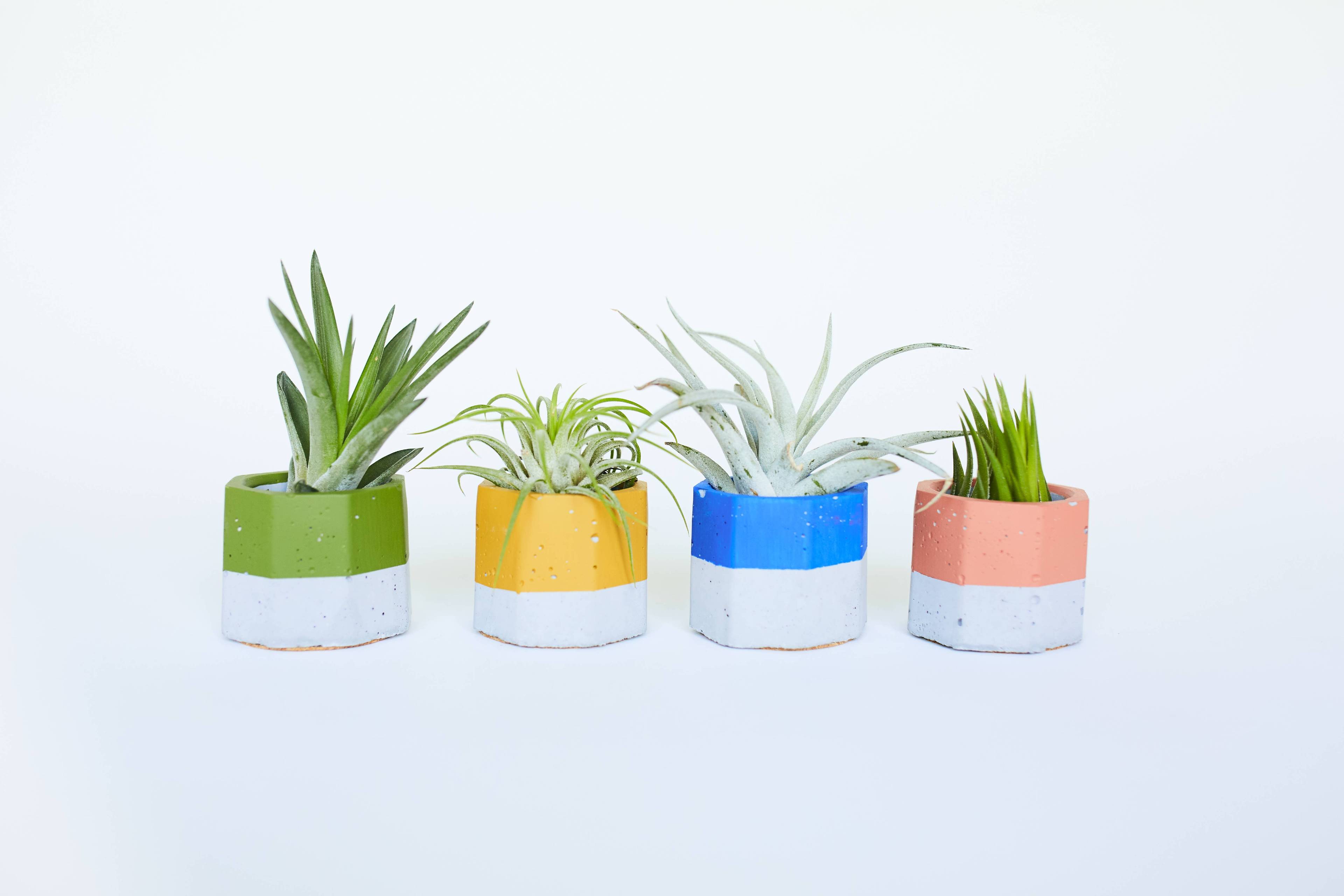 Painted Air Plant Holder with Air Plant
